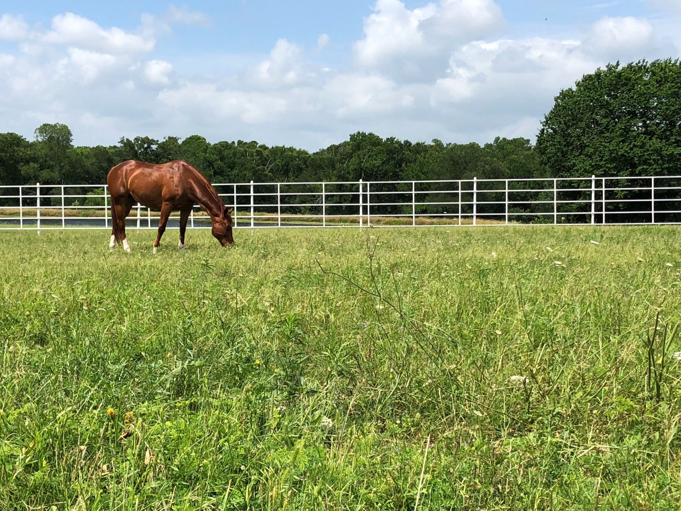 Open pastures